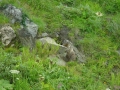 Marco Munari marmotta in liberta`